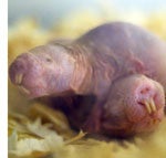 naked mole-rat