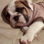 Diesel, a bulldog puppy