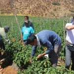 Tim Lee and others picking peppers