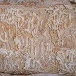 Emerald Ash Borer galleries in the trunk of a tree