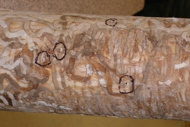 Emerald Ash Borer (EAB) damage marked on a tree trunk