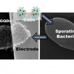 Graphene quantum dots deposited on a sporating bacteria