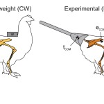Diagram of chicken research