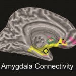 Amygdala Connectivity