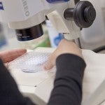 hands positioning a container beneath a microscope