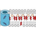 Diagram showing cholesterol’s (red) predominance in the outer layer of the cell membrane.