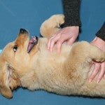 person playing with a puppy