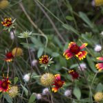 Heritage Garden flowers