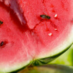 Sale of watermelons. Red and juicy watermelon. Attracts insects with its sweetness. Close up By Klymentii, Abobe Stock